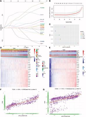 Corrigendum: Antigen Presentation Machinery Signature-Derived CALR Mediates Migration, Polarization of Macrophages in Glioma and Predicts Immunotherapy Response